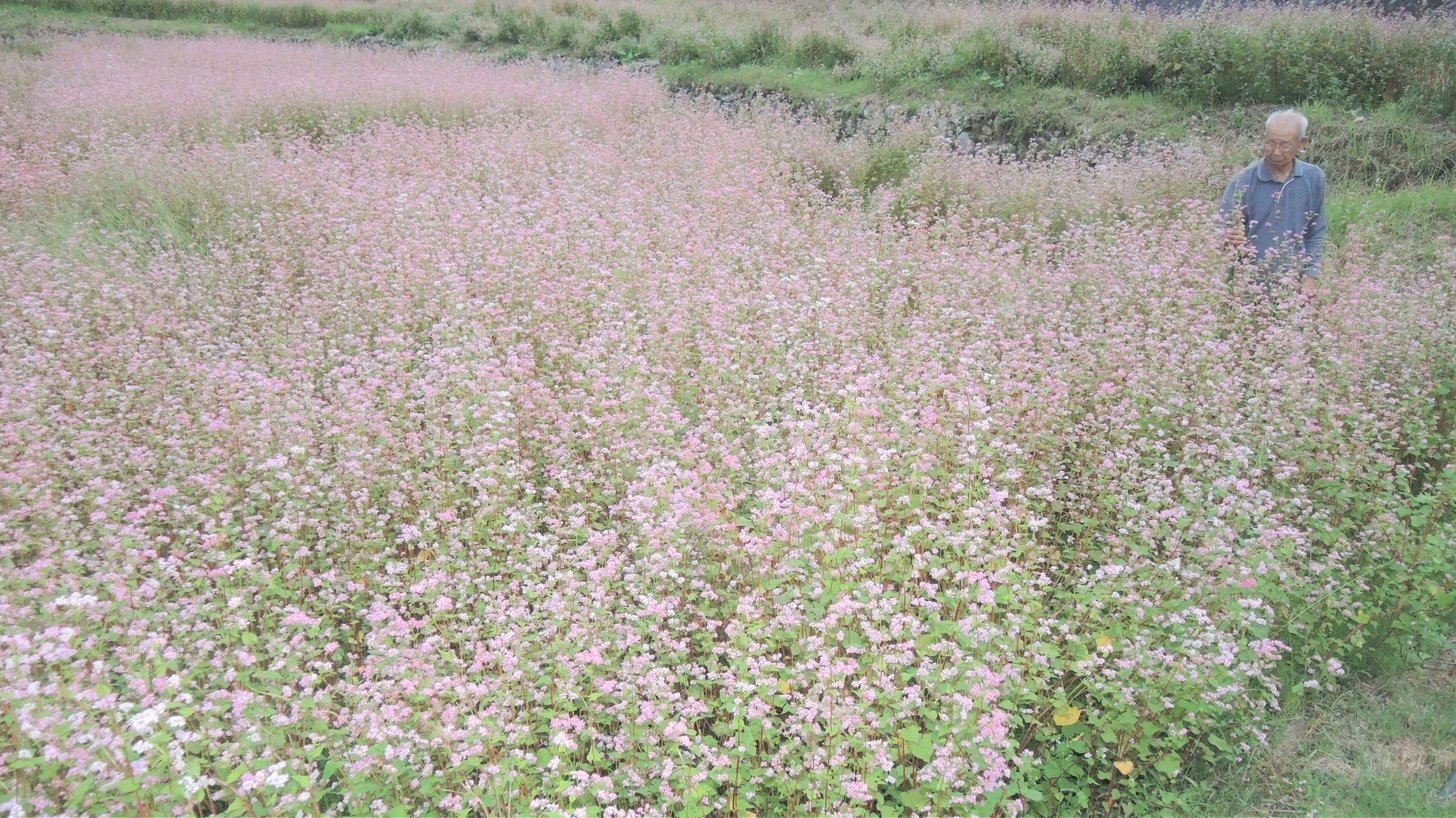 ソバの赤い花が一面に咲き、見ごろを迎えている＝八百津町福地