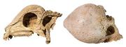 　発見されたパキケファロサウルス類の頭部の化石。右は上面（研究グループ提供）