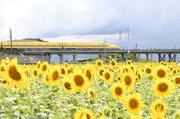 見頃のヒマワリ畑付近を走るドクターイエロー＝７日午後１時４３分、大垣市平町