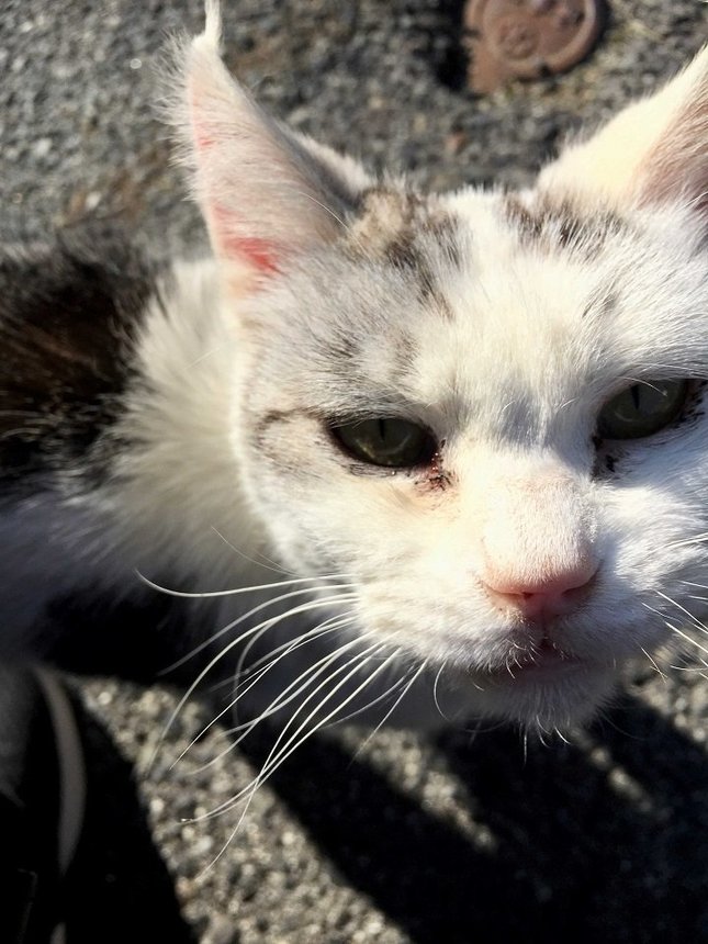 人懐こい猫は弱々しい表情。今も元気でいるか心配だ＝中津川市、馬籠宿