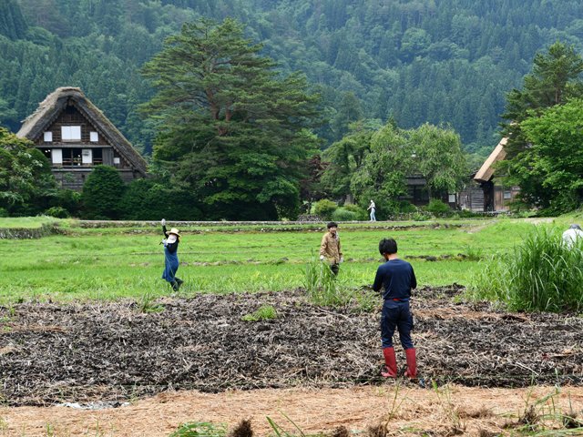 休耕田に茅を植える会員ら＝大野郡白川村荻町