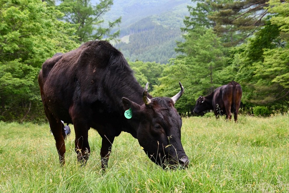 放牧され、のびのびと草を食べる雌牛＝高山市荘川町一色、一色牧場