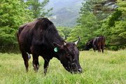 放牧され、のびのびと草を食べる雌牛＝高山市荘川町一色、一色牧場