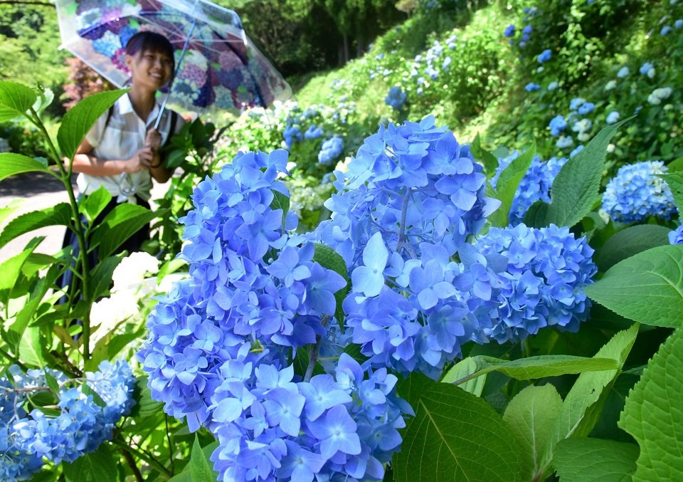 青い鮮やかな花を咲かせたアジサイ＝関市板取