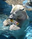 　天王寺動物園で氷柱をプレゼントされたホッキョクグマの雌「ホウちゃん」＝１９日午前、大阪市天王寺区