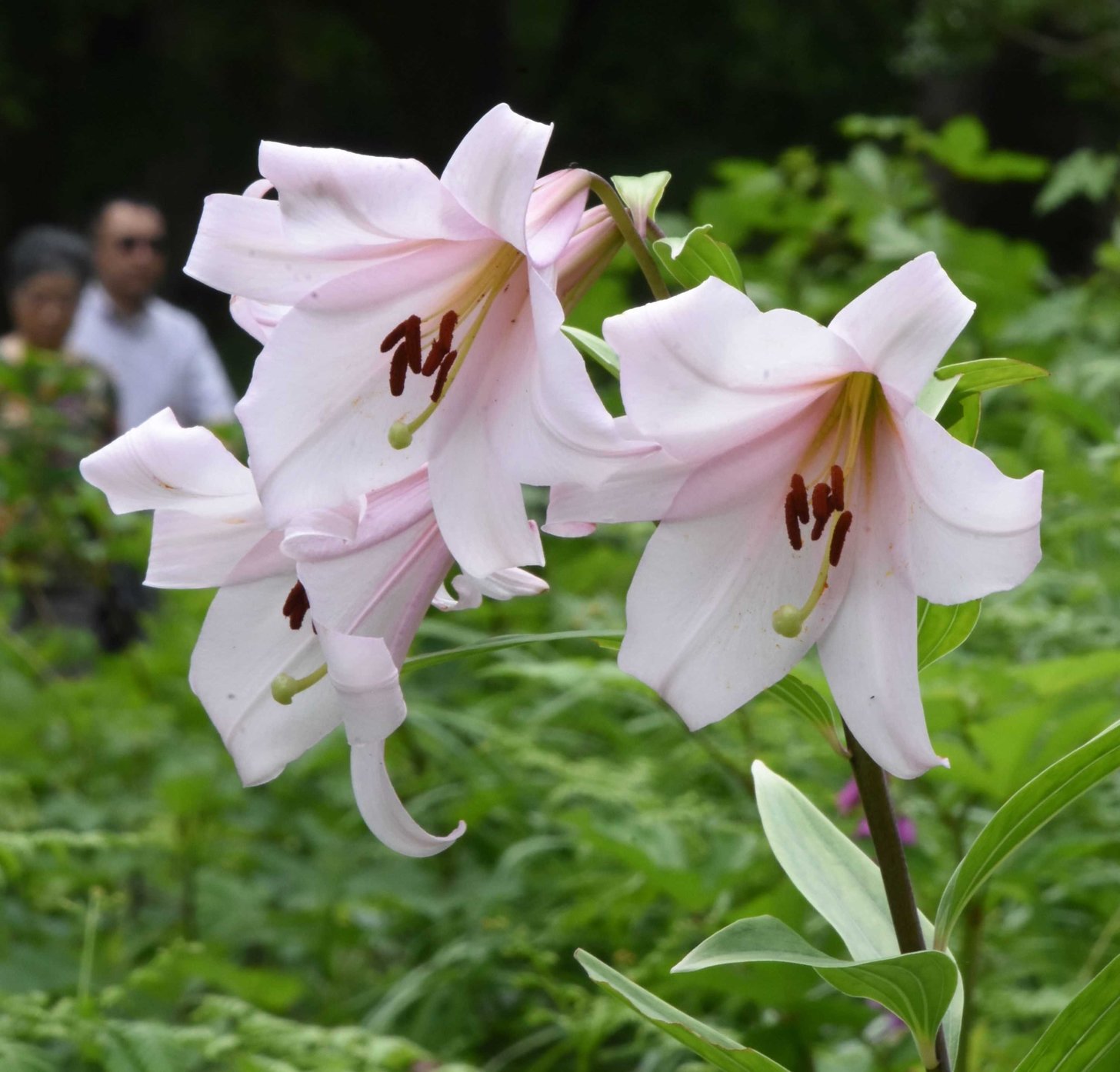 見頃を迎えたササユリ＝高山市国府町宇津江、花の森