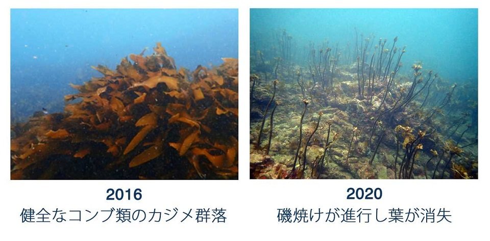 海中で「磯焼け」によって消失した藻場＝静岡県下田市付近（一般社団法人タラ オセアン ジャパン提供）