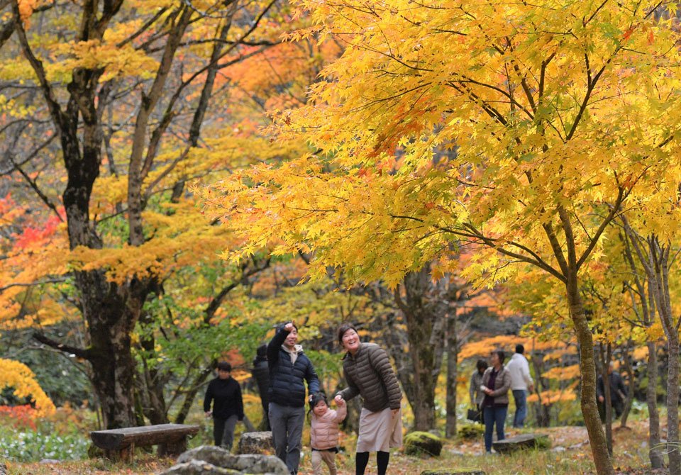 黄や赤に色づき、紅葉の見頃を迎えた木々＝４日午後０時３６分、高山市清見町楢谷、こもれび広場