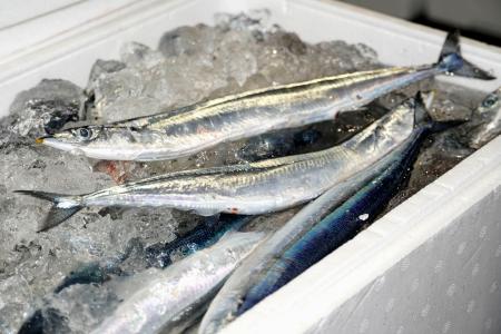 　釧路港で水揚げされたサンマ＝１０日午前、北海道釧路市