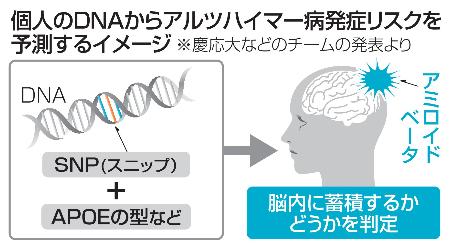 　個人のＤＮＡからアルツハイマー病発症リスクを予測するイメージ