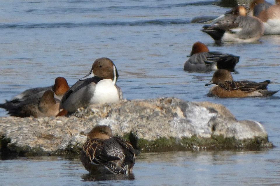 豊かな流れの中で羽を休める野鳥たち＝大垣市南市橋町、杭瀬川