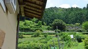 「Ｇｉｆｕｔｏ」の背後には茶畑が広がる＝東白川村五加大沢